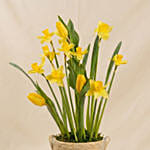 Daffodils and Tulip Flower Pot