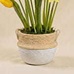 Daffodils and Tulip Flower Pot