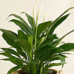 Peace Lily In Matt Black Planter