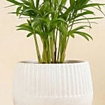 Mini Chamadorea In Dual Tone Pot