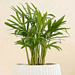 Mini Chamadorea In Dual Tone Pot