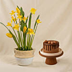 Daffodils N Tulip Pot with Cake