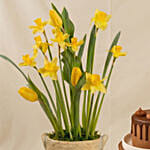 Daffodils N Tulip Pot with Cake