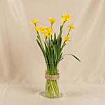 Daffodils Flower Arrangement for Birthday