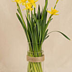 Daffodils Flower Arrangement for Birthday