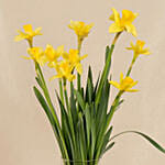 Daffodils Flower Arrangement for Birthday
