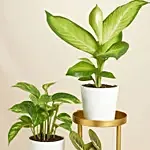 Reduce Noise And Air Pollution Plant Stand
