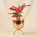 Pink Aglonema Plant in Golden Metal Vase