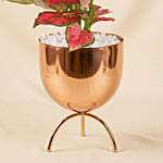 Pink Aglonema Plant in Golden Metal Vase