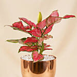 Pink Aglonema Plant in Golden Metal Vase