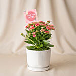 Pink Kalanchoe Plant in White Ceramic Vase
