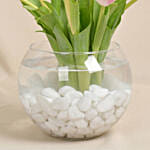 10 Tulips in Fish Bowl