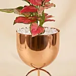 Pink Aglonema Plant in Golden Metal Vase