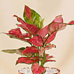 Pink Aglonema Plant in Golden Metal Vase