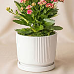 Pink Kalanchoe Plant in White Ceramic Vase