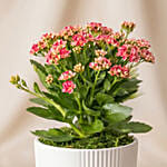 Pink Kalanchoe Plant in White Ceramic Vase