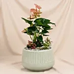 Timeless Pink Anthurium Garden