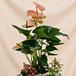Timeless Pink Anthurium Garden