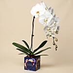 White Phalaenopsis Plant For Birthday