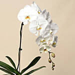 White Phalaenopsis Plant For Birthday