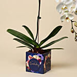 White Phalaenopsis Plant For Birthday