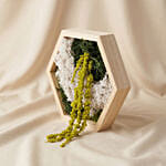 Hexagon Wooden Preserved Moss Wall Art Frame