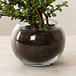 Jade Plant In Round Vase