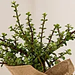 Beautiful Classic Jade Plant