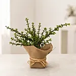 Beautiful Classic Jade Plant