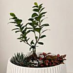 Bonsai Garden