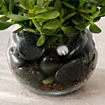 Jade Plant In Glass Bowl