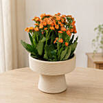 Orange Kalanchoe in Designer Vase