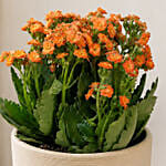 Orange Kalanchoe in Designer Vase