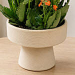 Orange Kalanchoe in Designer Vase