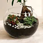 Bonsai Pot Paradise