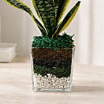Sanseaveria Green Compacta Plant 3 Glass Terrarium