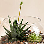 Decorative Succulents In Fish Bowl