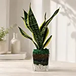 Sanseaveria Green Compacta Plant 3 Glass Terrarium