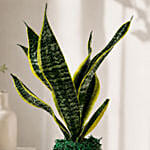 Sanseaveria Green Compacta Plant 3 Glass Terrarium