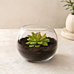 Green Echeveria in Fish Bowl