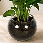 Leafy Money Plant Round Vase