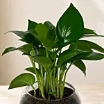 Leafy Money Plant Round Vase