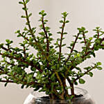 Jade Plant In Round Vase