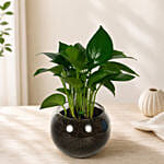 Leafy Money Plant Round Vase