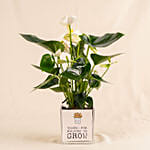 Thanks For Helping Me Grow - Potted Plant Gift