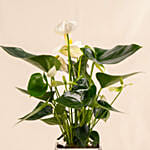 Thanks For Helping Me Grow - Potted Plant Gift