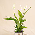 Potted Peace Lily Gift for Dad
