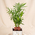 Dad's Office Oasis - Miniature Palm & Fittonia Gift