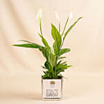 Potted Peace Lily Gift for Dad