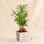 Dad's Office Oasis - Miniature Palm & Fittonia Gift